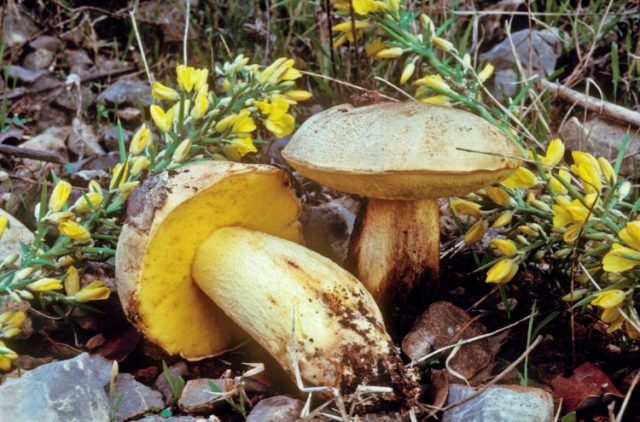 Semi-white mushroom: description and photo