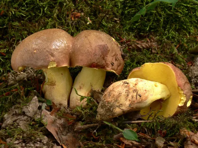 Semi-white mushroom: description and photo