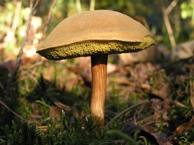 Semi-white mushroom: description and photo