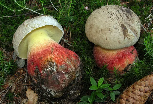 Semi-white mushroom: description and photo