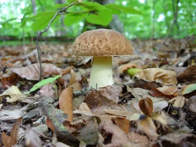 Semi-white mushroom: description and photo