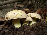 Semi-white mushroom (Hemileccinum impolitum) photo and description