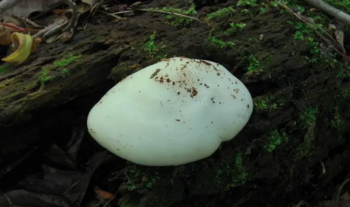 September mushrooms in the Moscow region