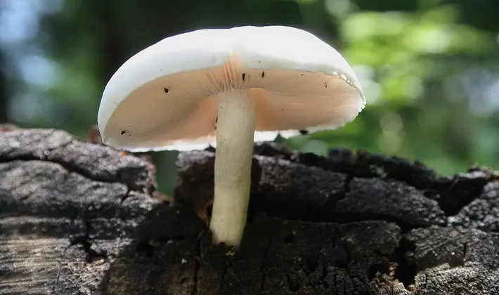 September mushrooms in the Moscow region