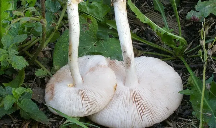 September mushrooms in the Moscow region