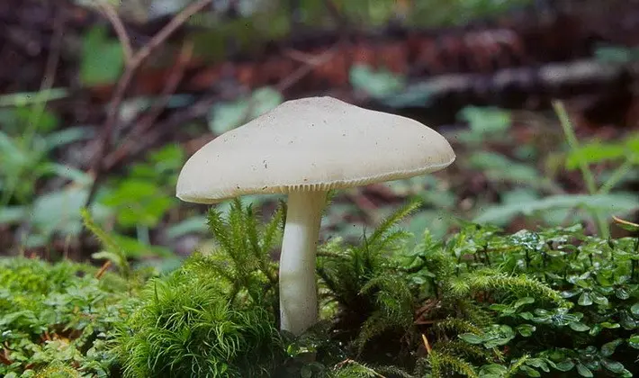 September mushrooms in the Moscow region