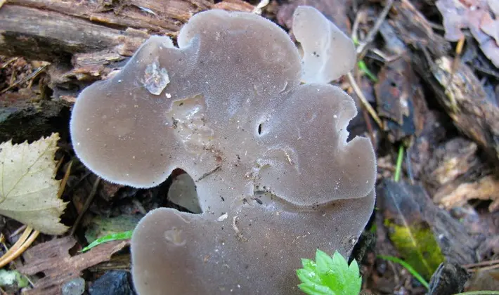 September mushrooms in the Moscow region