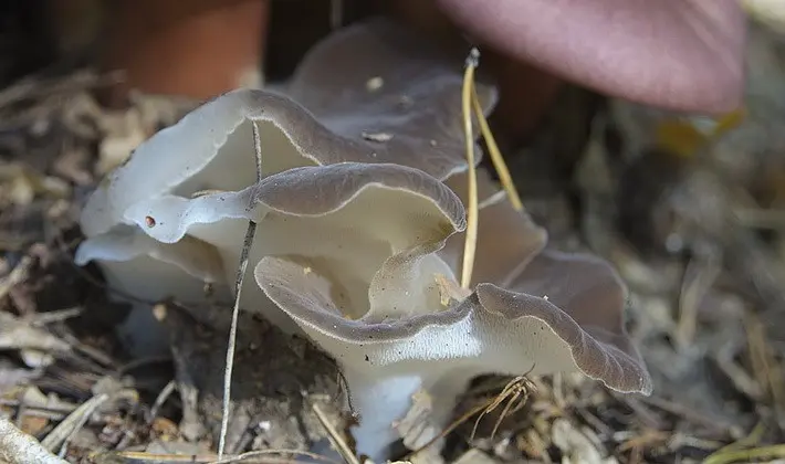 September mushrooms in the Moscow region