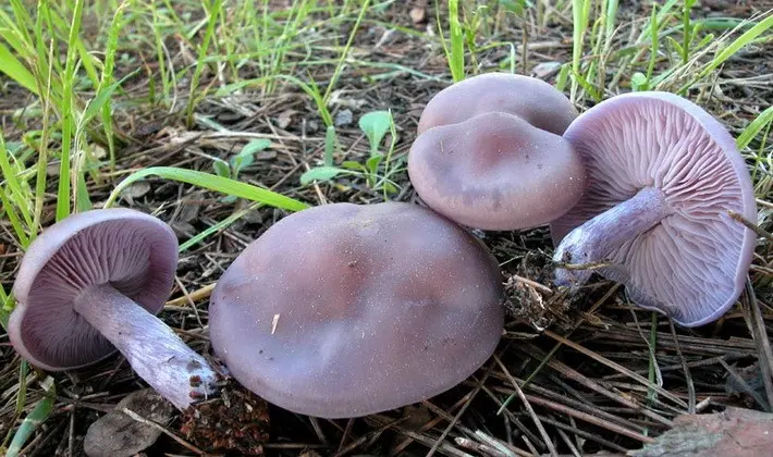 September mushrooms in the Moscow region