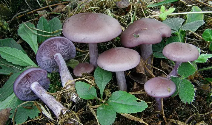 September mushrooms in the Moscow region