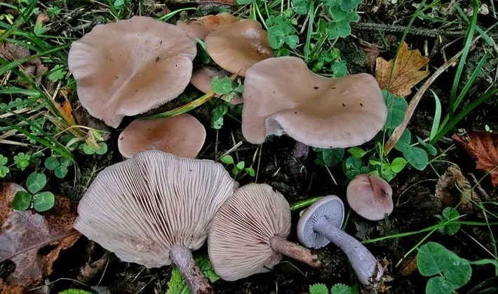 September mushrooms in the Moscow region