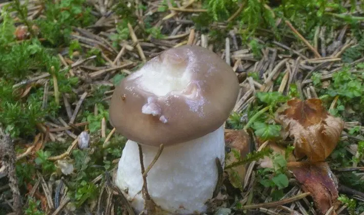 September mushrooms in the Moscow region