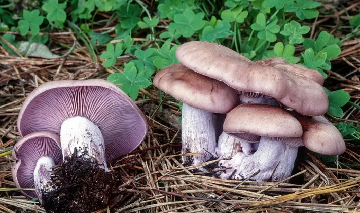 September mushrooms in the Moscow region