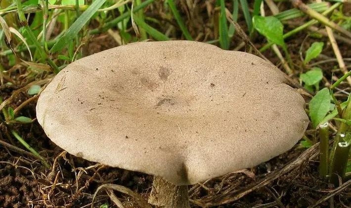 September mushrooms in the Moscow region