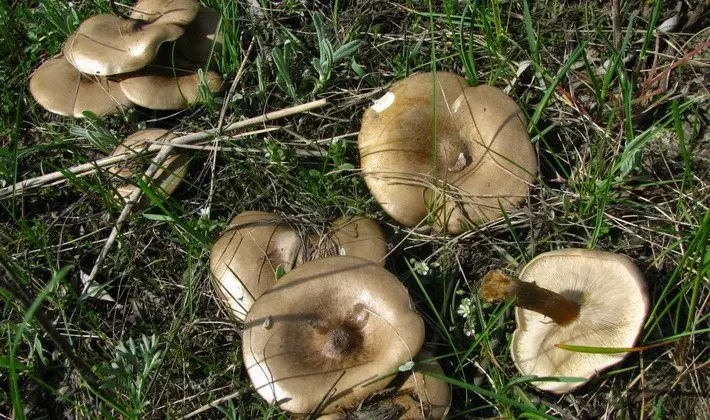 September mushrooms in the Moscow region