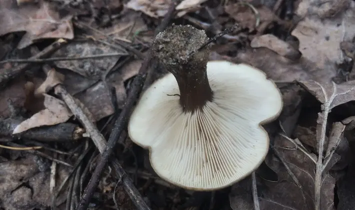 September mushrooms in the Moscow region