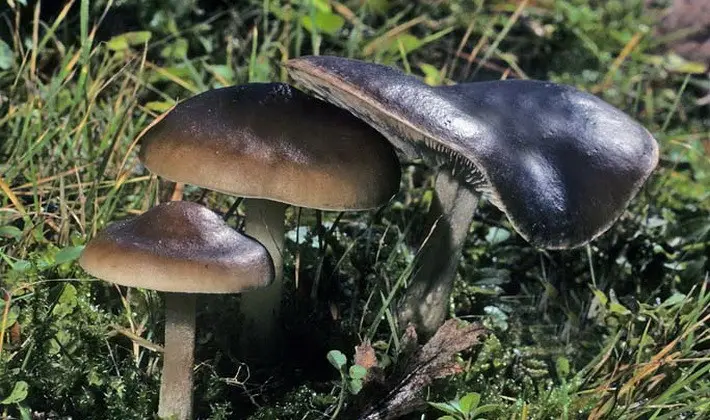 September mushrooms in the Moscow region