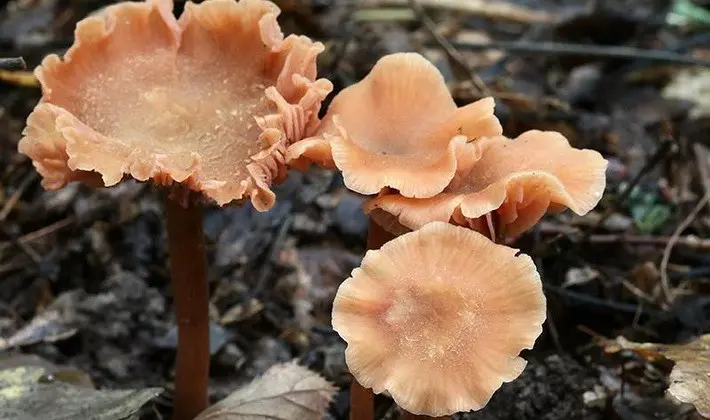 September mushrooms in the Moscow region