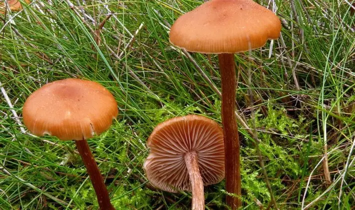 September mushrooms in the Moscow region