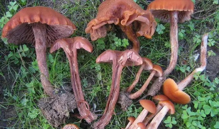 September mushrooms in the Moscow region