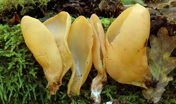 September mushrooms in the Moscow region