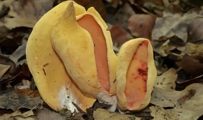 September mushrooms in the Moscow region