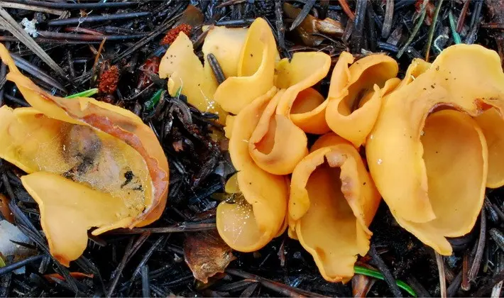 September mushrooms in the Moscow region