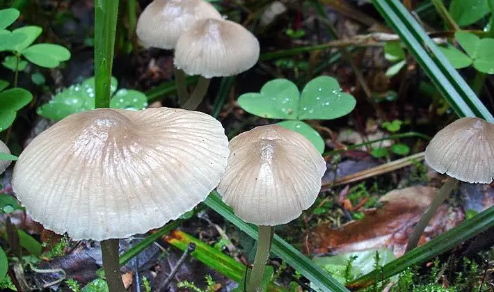 September mushrooms in the Moscow region