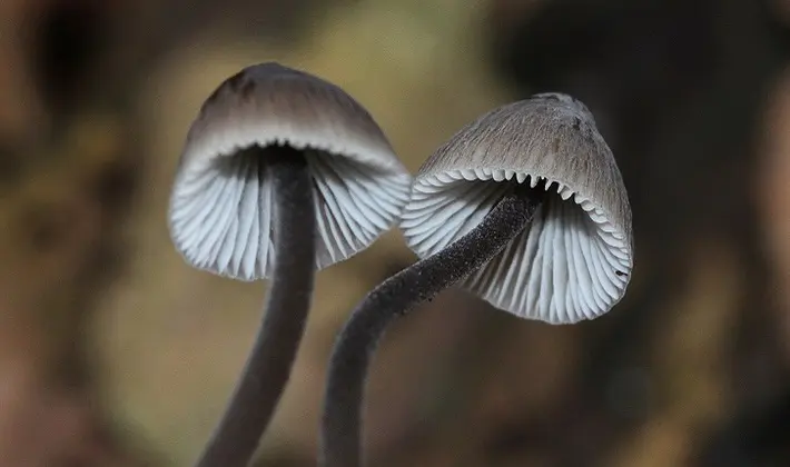 September mushrooms in the Moscow region