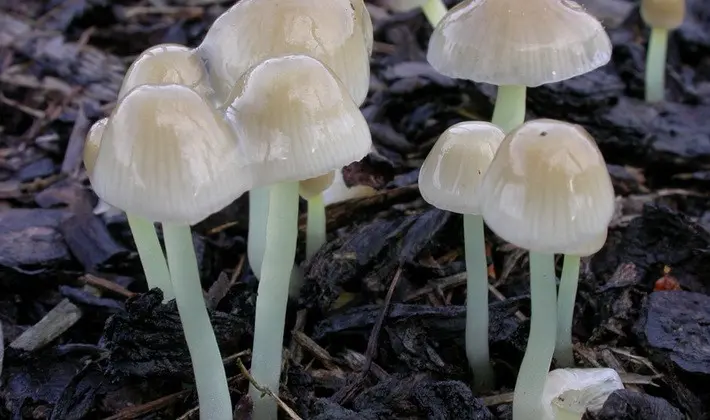 September mushrooms in the Moscow region