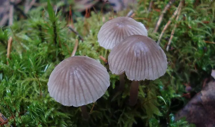 September mushrooms in the Moscow region