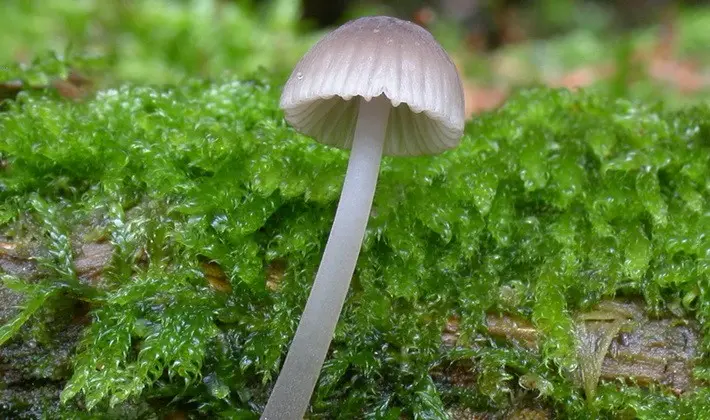 September mushrooms in the Moscow region