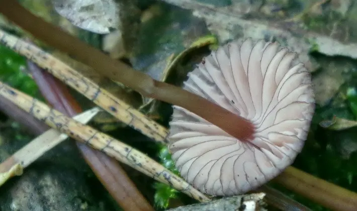 September mushrooms in the Moscow region