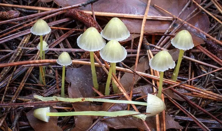 September mushrooms in the Moscow region