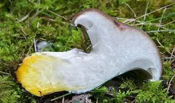 September mushrooms in the Moscow region