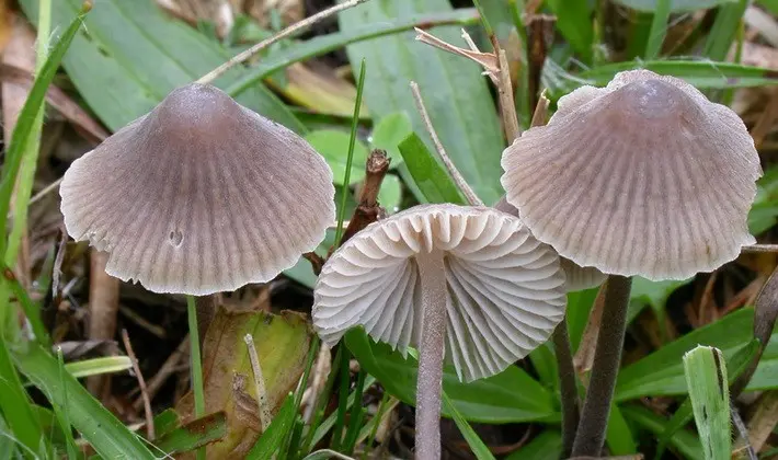 September mushrooms in the Moscow region