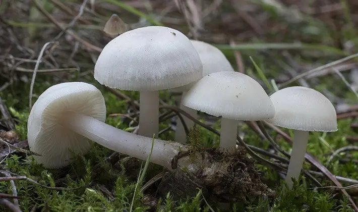 September mushrooms in the Moscow region