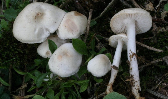 September mushrooms in the Moscow region