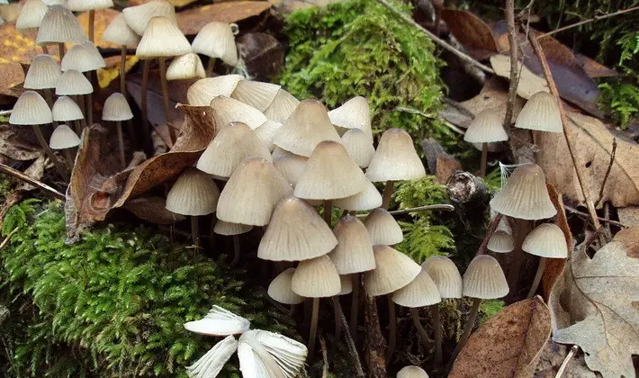 September mushrooms in the Moscow region