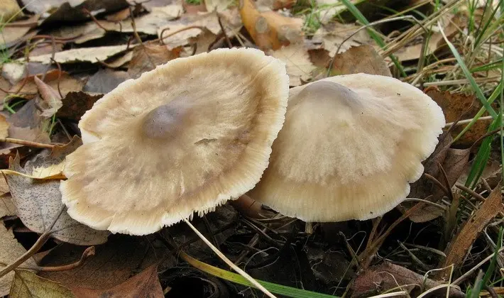 September mushrooms in the Moscow region