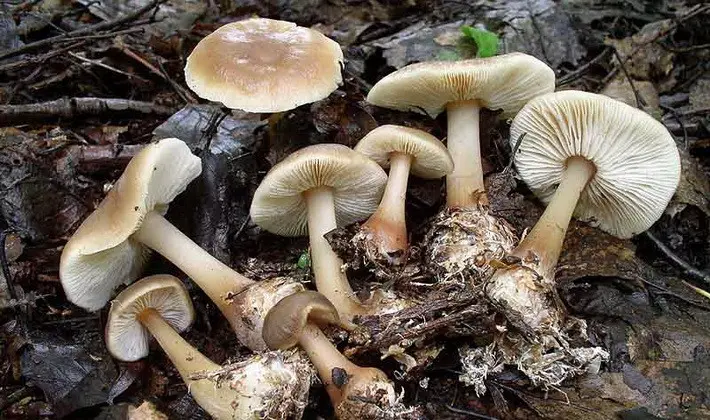 September mushrooms in the Moscow region