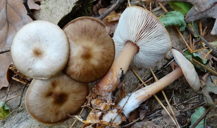 September mushrooms in the Moscow region