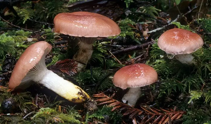 September mushrooms in the Moscow region