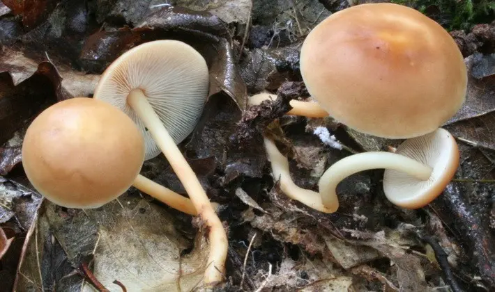 September mushrooms in the Moscow region