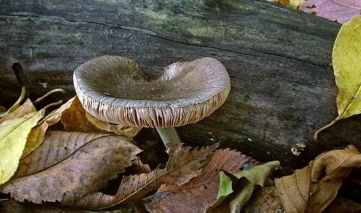 September mushrooms in the Moscow region