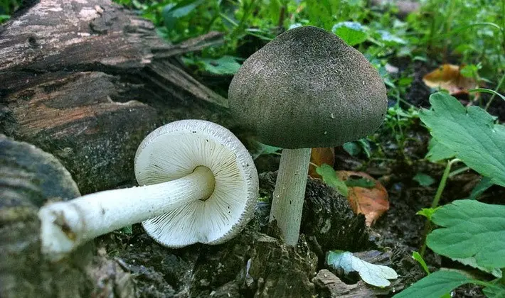 September mushrooms in the Moscow region