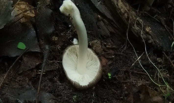 September mushrooms in the Moscow region