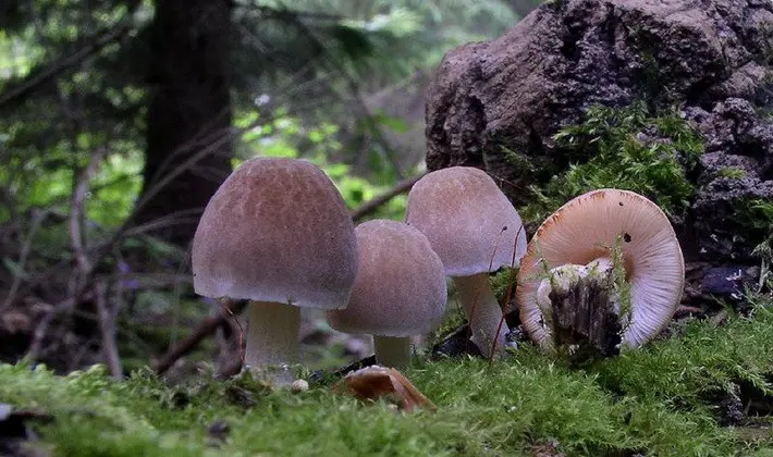 September mushrooms in the Moscow region