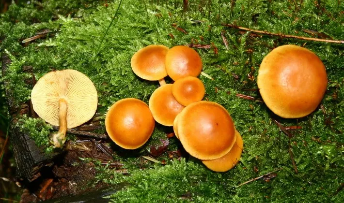 September mushrooms in the Moscow region