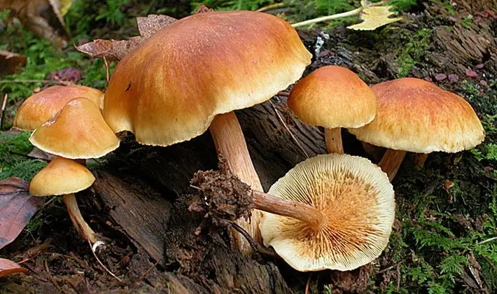 September mushrooms in the Moscow region